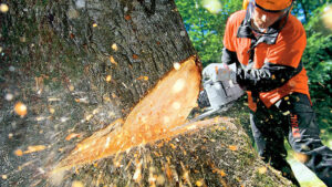 tree-surgeon-with-chainsaw